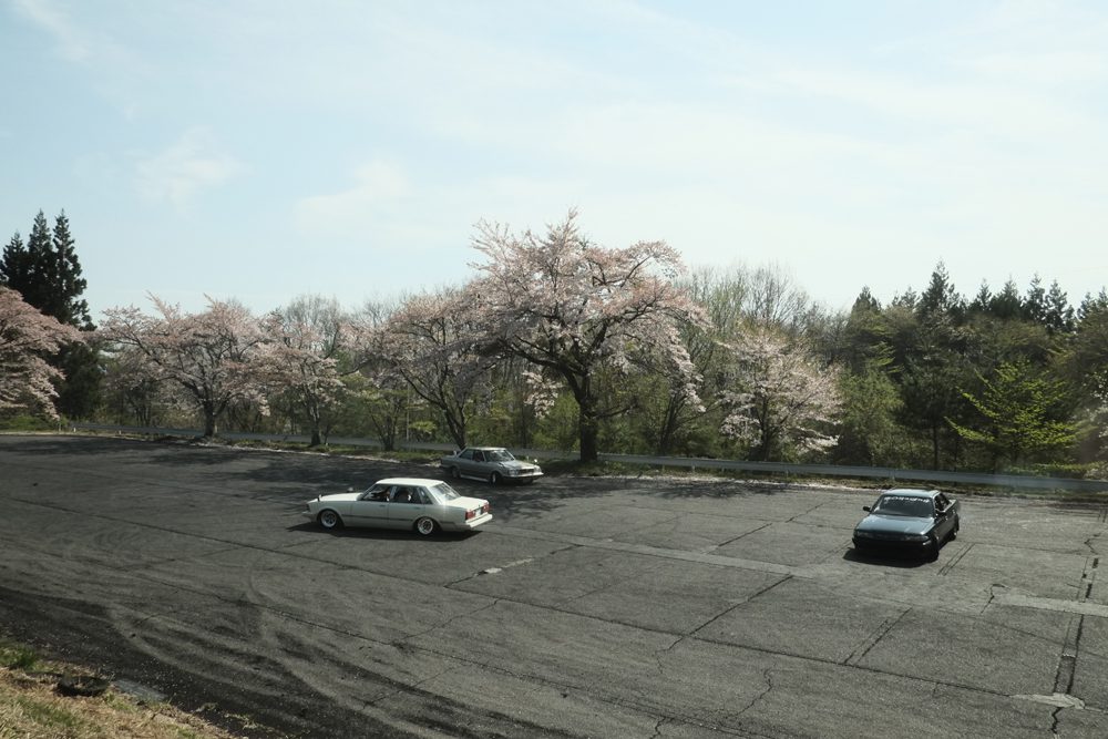 Cars parked near cherry blossom trees in a lot under a clear blue sky. Perfect spring day scene.